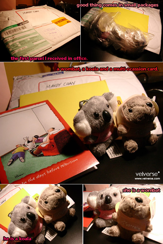 a wombat, a koala and a multi-ocassion card