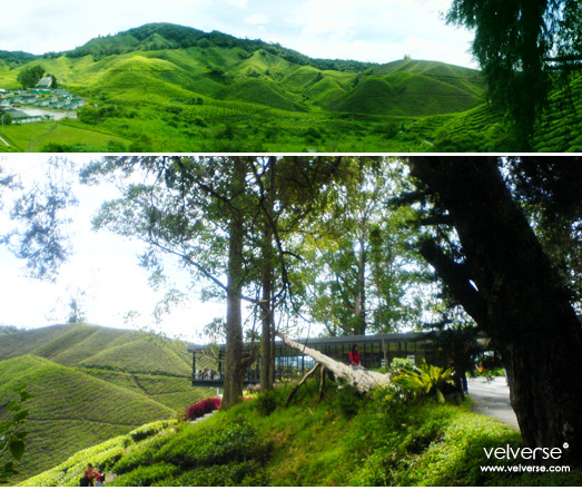 Visit to BOH Tea Centre