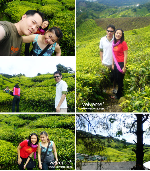 Day02 - Cameron Highlands Trip: Tea Time at BOH Tea Centre